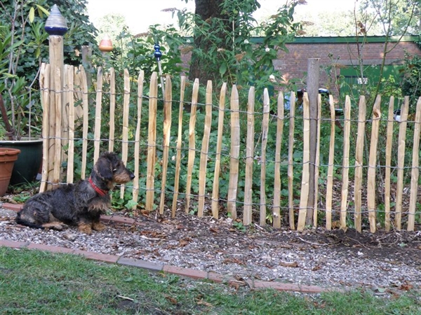 4138ed060c6a0abe971af80c687921b85a84115b0e62a Hundezaun Kastanie