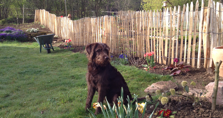 staketenzaun-mit-hund-774x41055def9f27a2eb