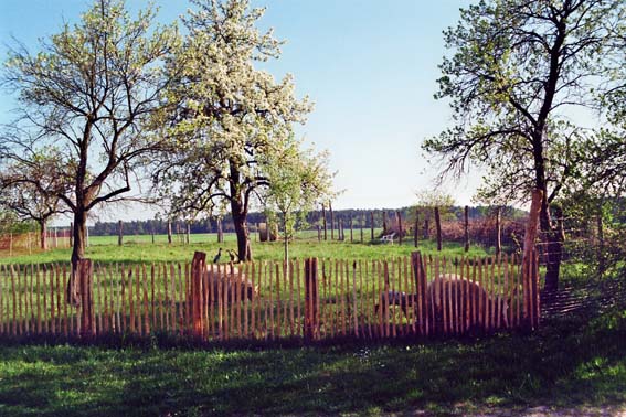 fd06c11e322296e8e9d6c1f8c6f7baa45a8411fb8394f Schafe hinter Staketenzaun