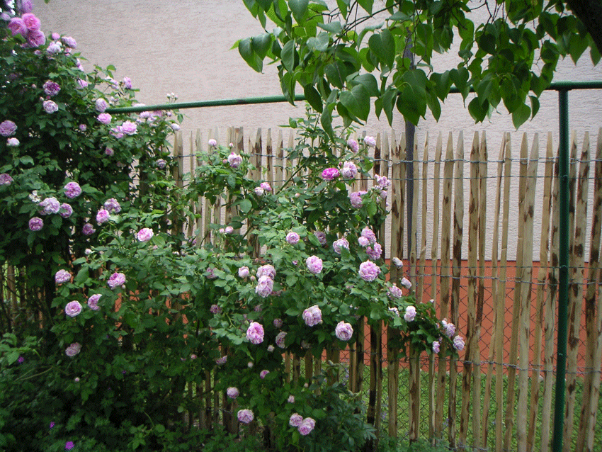 a0a7f3f1555087685a1107502e062ce25a84262a74ee0 Zaun aus Edelkastanienholz