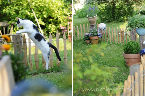 d7daaf5f027d2ca462a23bf89ea975b65a84134fef057 Staketenzaun mit Katze
