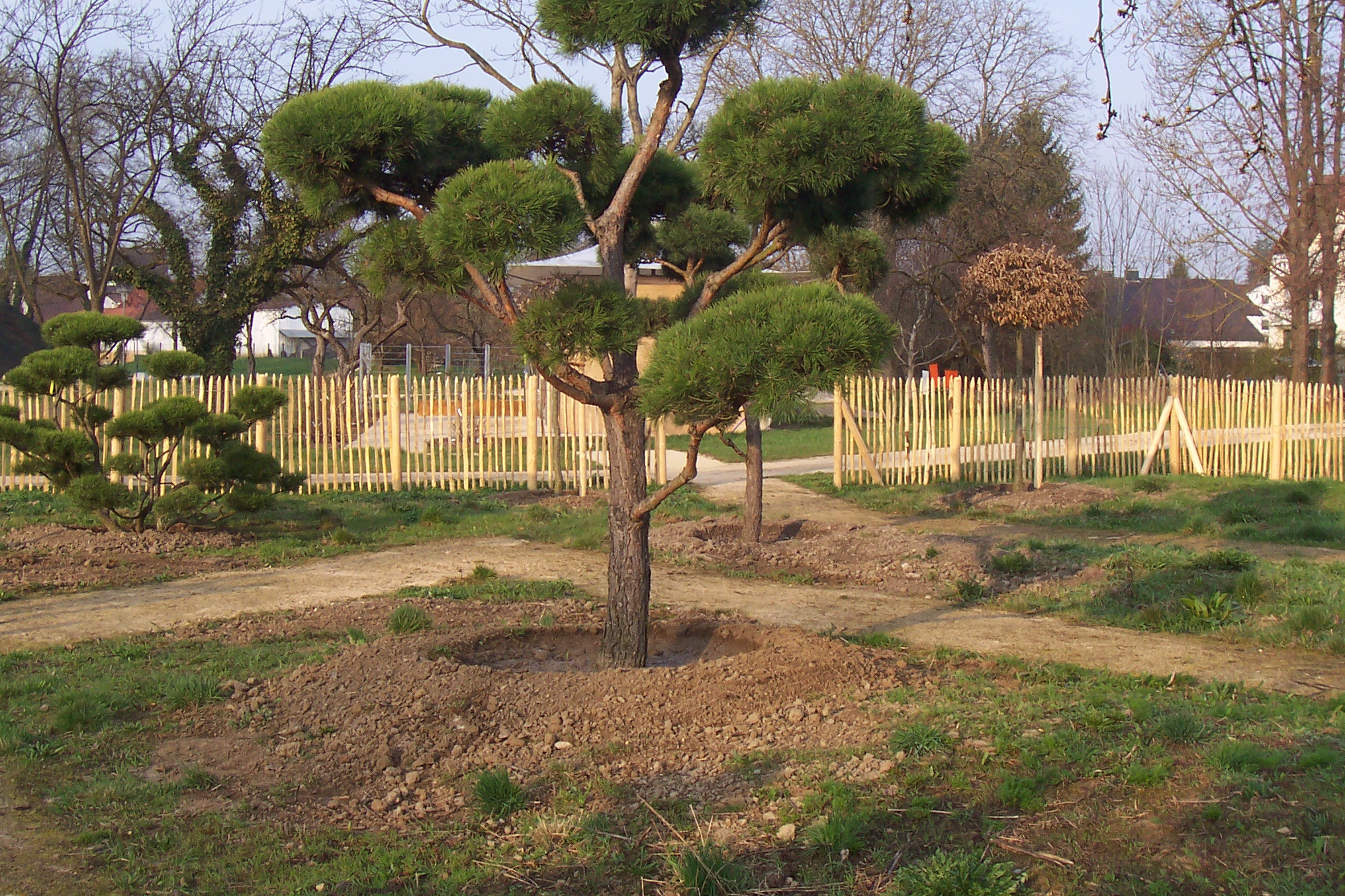 Baum, Baumstamm, Garten, Gras, Topfpflanze