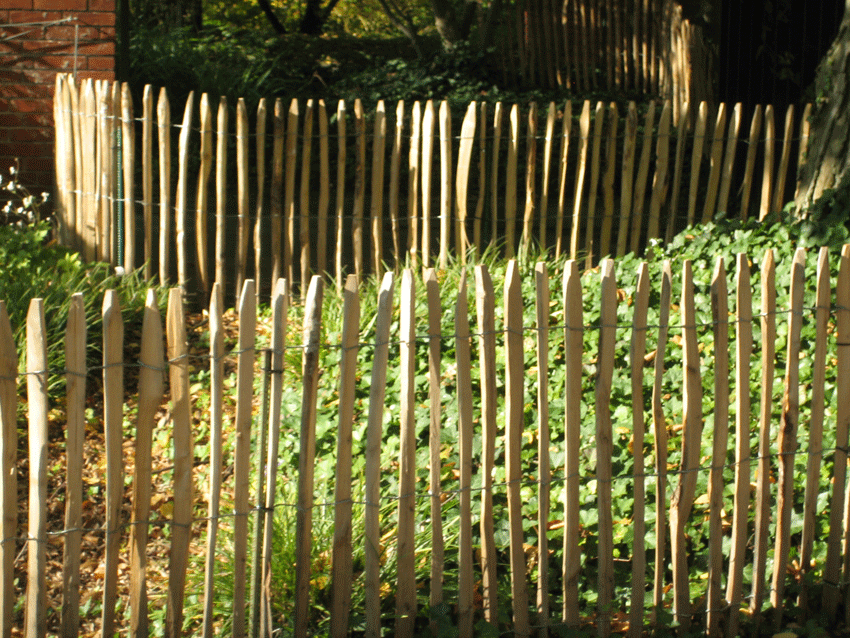 1f689640ad58ac4a51229704bc7b75785a841c4f8603f Zaun Edelkastanie