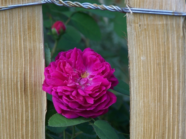 b199edd1698519f2b0c2343735f31f055a84160dec8fd Staketenzaun mit Rose