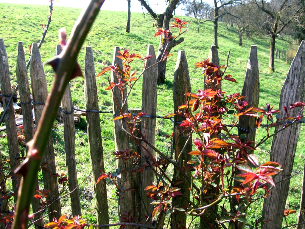 IMG_04275a841eafa5c0e Staketenzaun Kastanie Höhe 1,5m