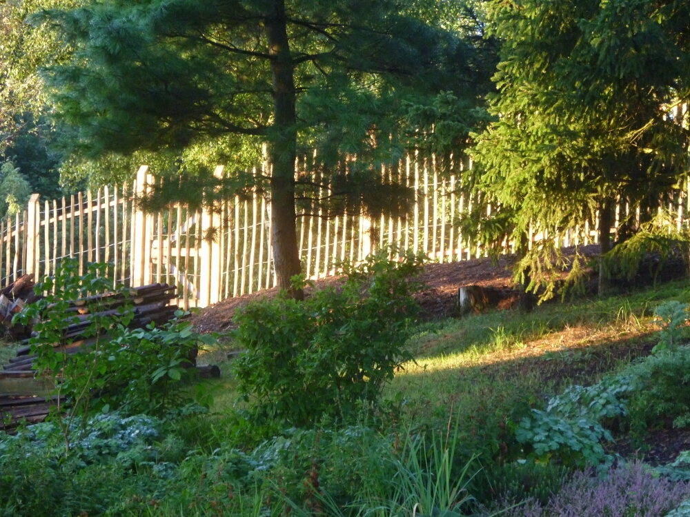 Hinterhof, Hof, Garten, Bewuchs, Hain