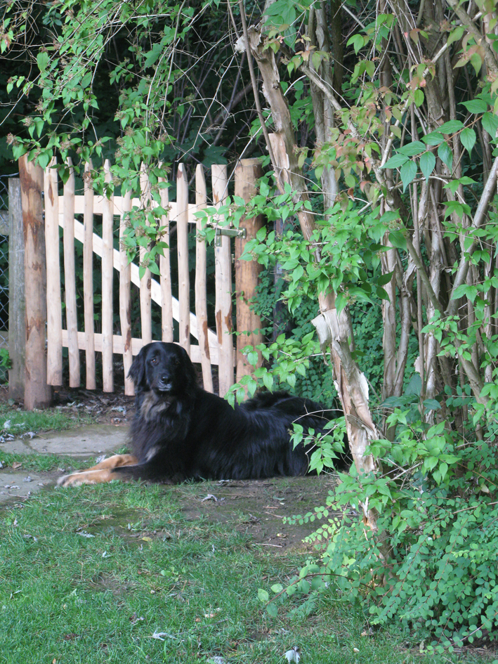 Reck_Gartentor_V25a8419f5af87c Edelkastanien Gartentor mit Hund