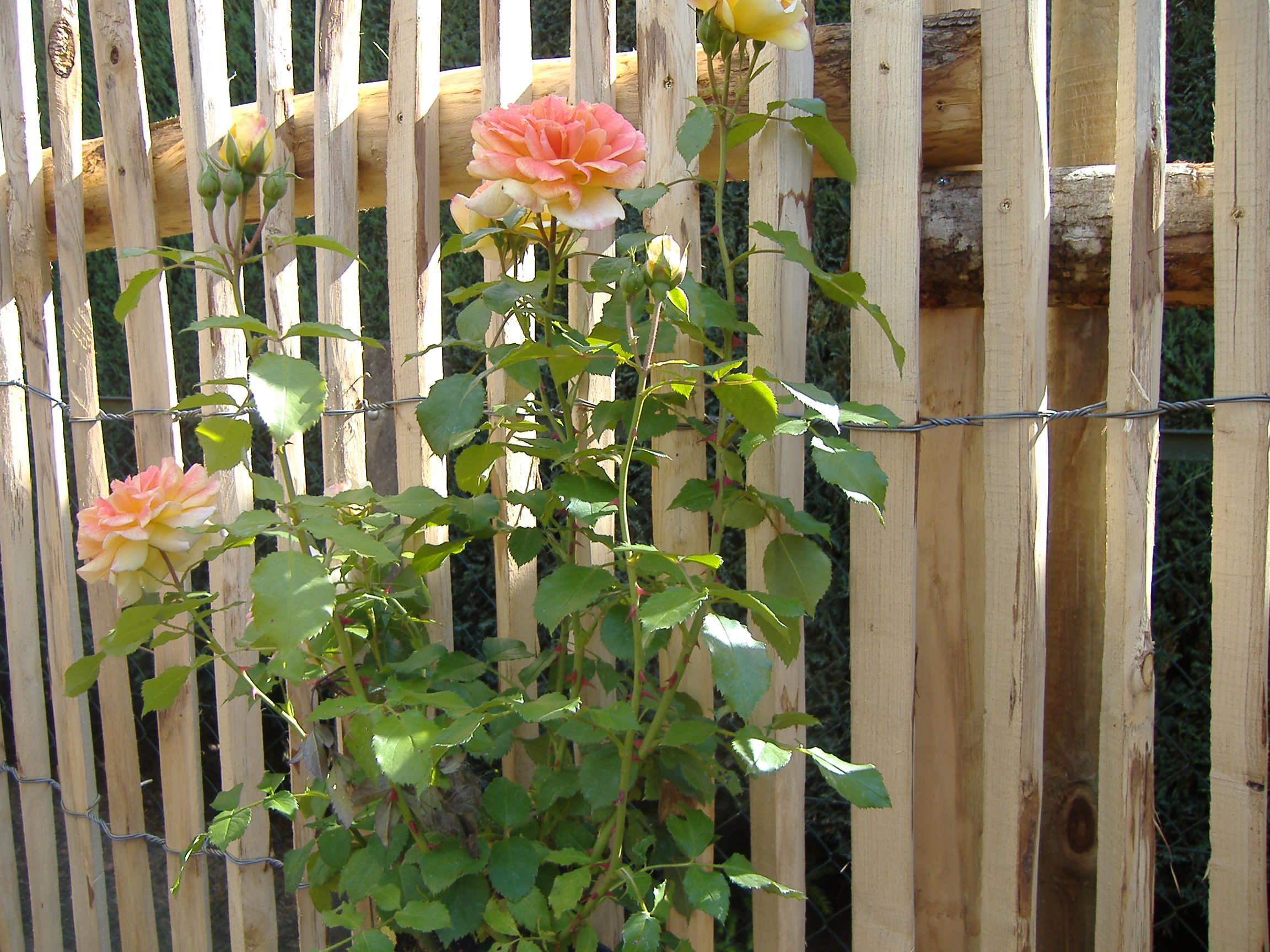 Pflanzen1_0015a8416741a97d Staketenzaun mit Rosen