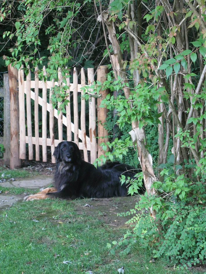Edelkastanien Gartentor mit Hund